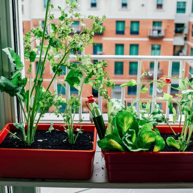 Horta urbana na janela.