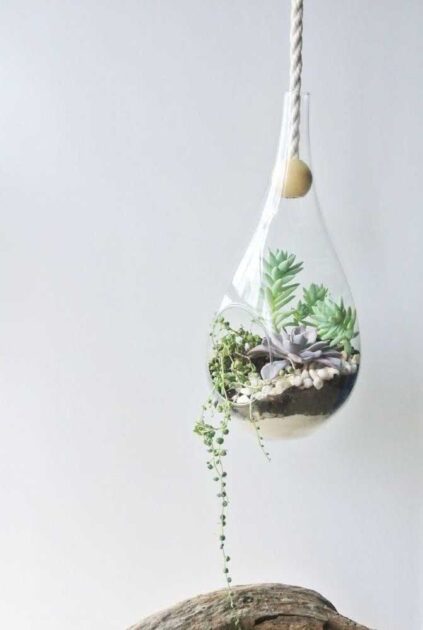 Terrario suspenso com suculenta colar de pérolas (Senecio rowleyanus)