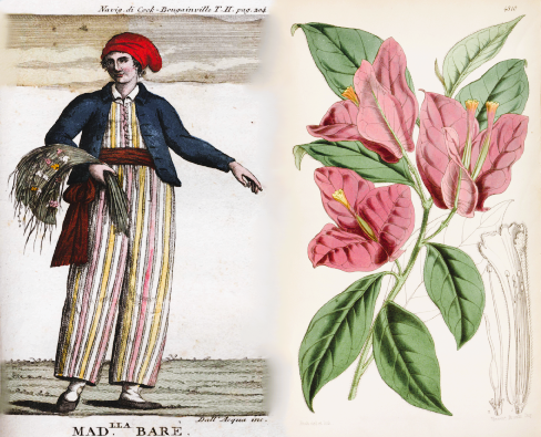 A fascinante história da planta buganvília: de Jeanne Baret à popularidade mundial