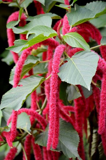 Acalifa Macarrão (Acalypha hispida)