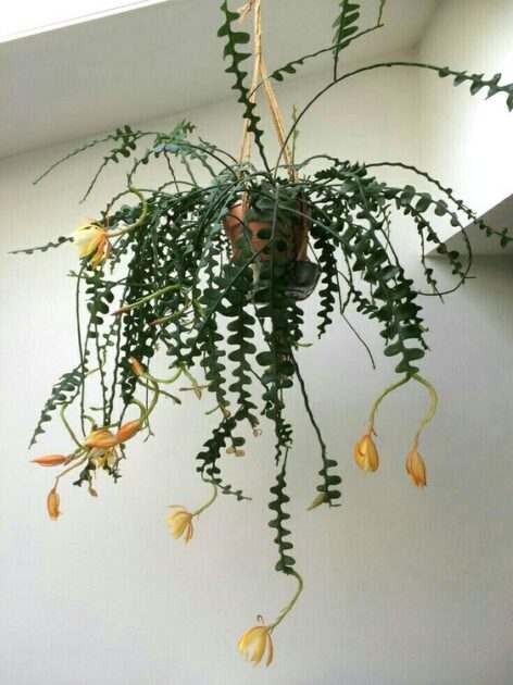 Cacto espinha de peixe (Acanthocereus tetragonus)