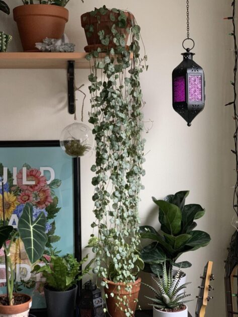 Corações emaranhados (Ceropegia woodii)