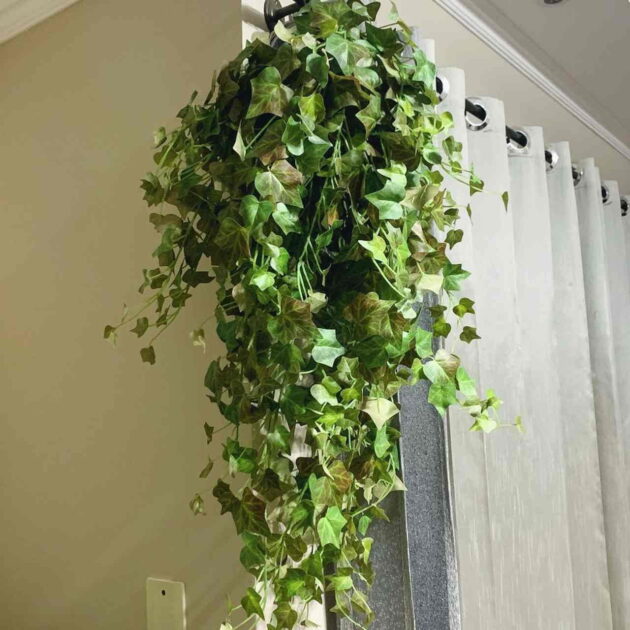 Hera Inglesa (Hedera helix)