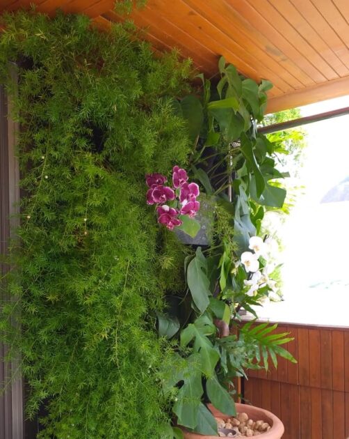 Orquídea em parede verde