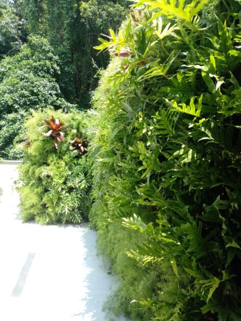 Parede verde com plantas pendentes