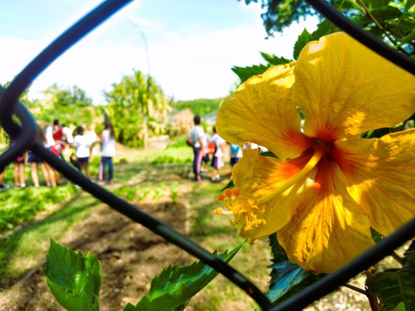 Sustentabilidade na jardinagem urbana: dicas para uma abordagem eco-friendly