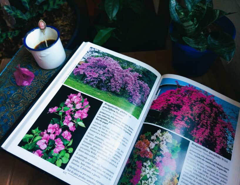 Tipos de buganvília no livro "Plantas ornamentais no Brasil", de Harri Lorenzi