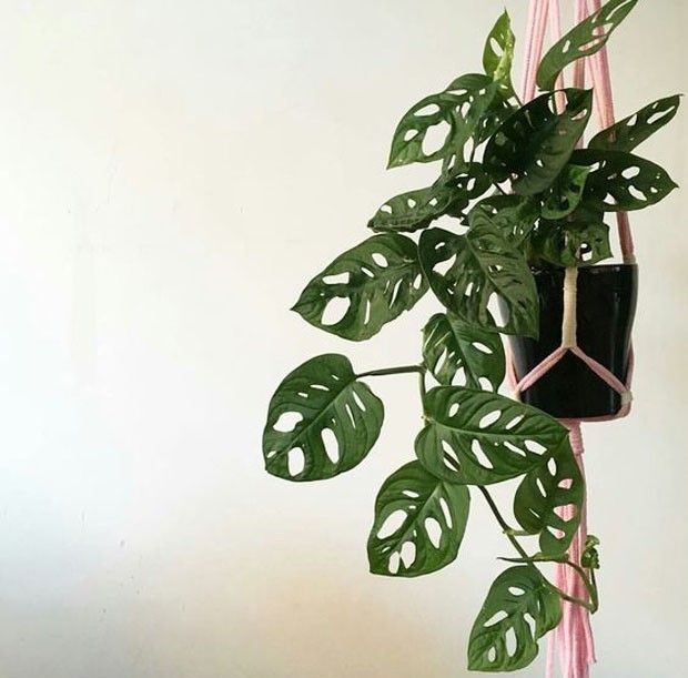 Monstera Oblíqua (Monstera obliqua)