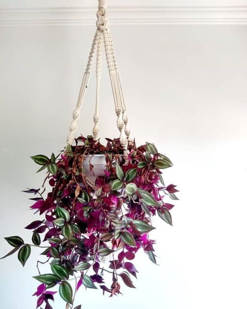 Lambari roxo (Tradescantia pallida)