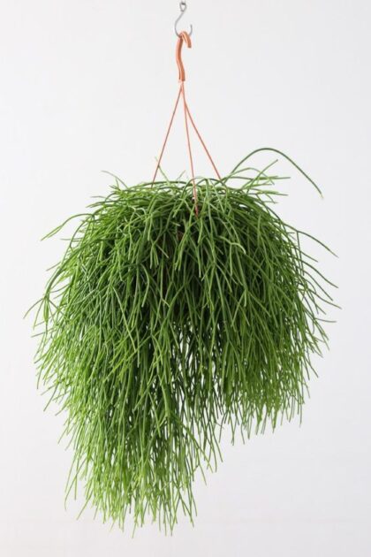 Ripsális (Rhipsalis baccifera) vaso suspenso em apartamento