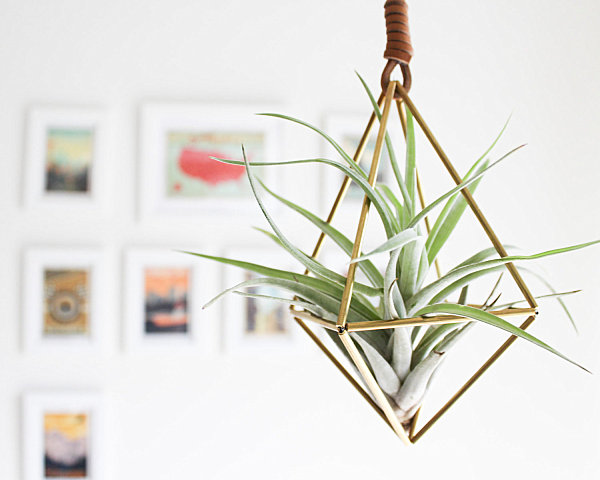 Tillandsia (Plantas Aéreas)