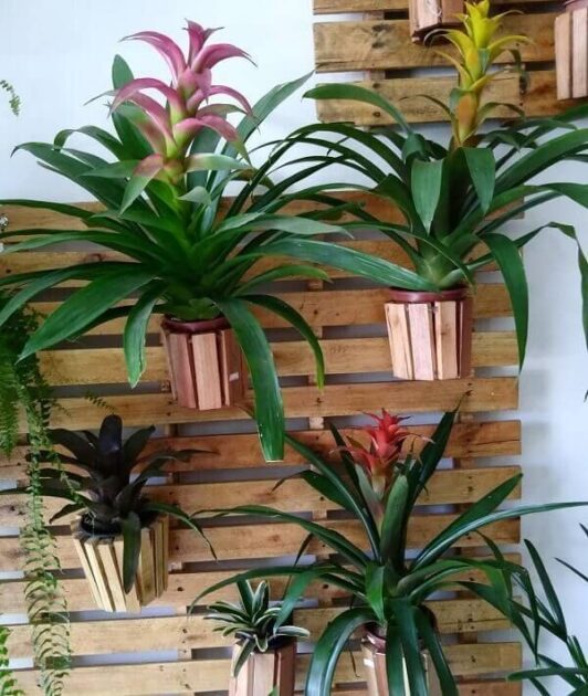 Bromélias em estrutura de madeira e vasos