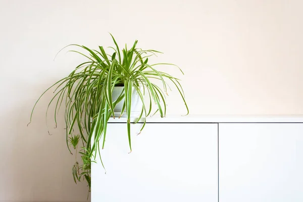 Planta Aranha (Chlorophytum comosum)