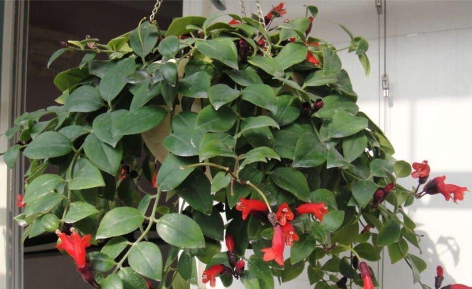 Planta batom (Aeschynanthus spp.)
