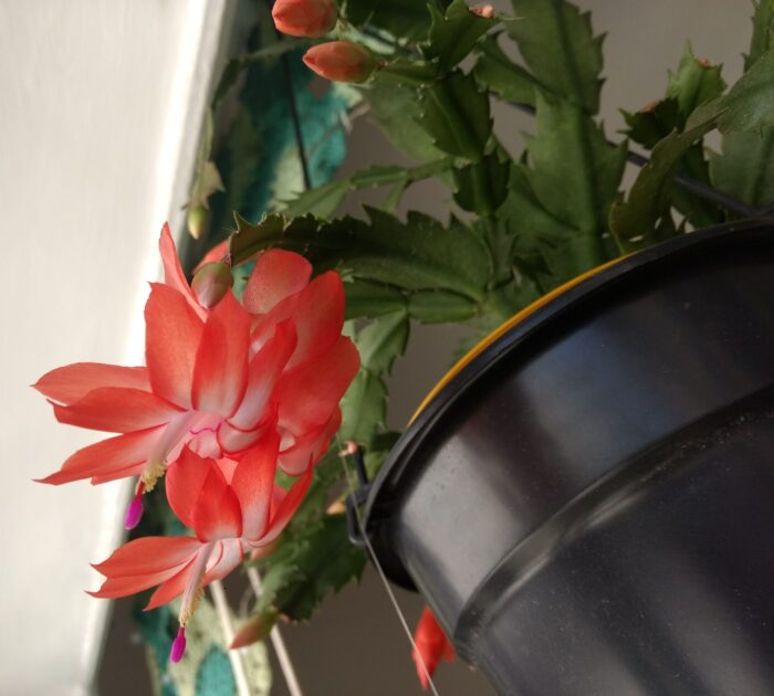 Flor de maio (Schlumbergera spp.)