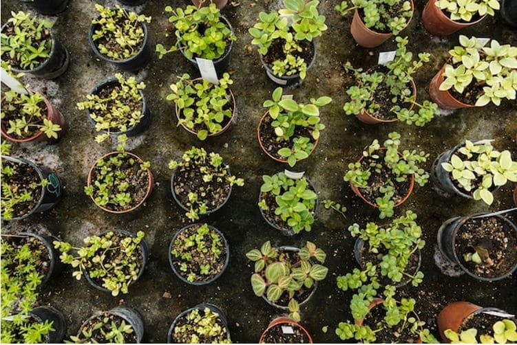 O HortoLab é o seu parceiro ideal para transformar seu ambiente com plantas