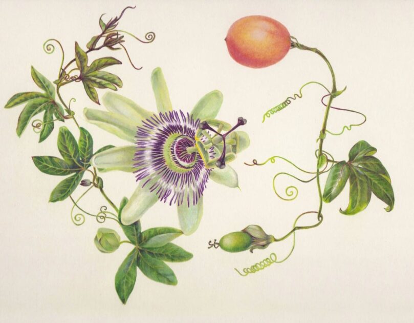 Maracujá: história, benefícios e dicas de cultivo para seu jardim e casa