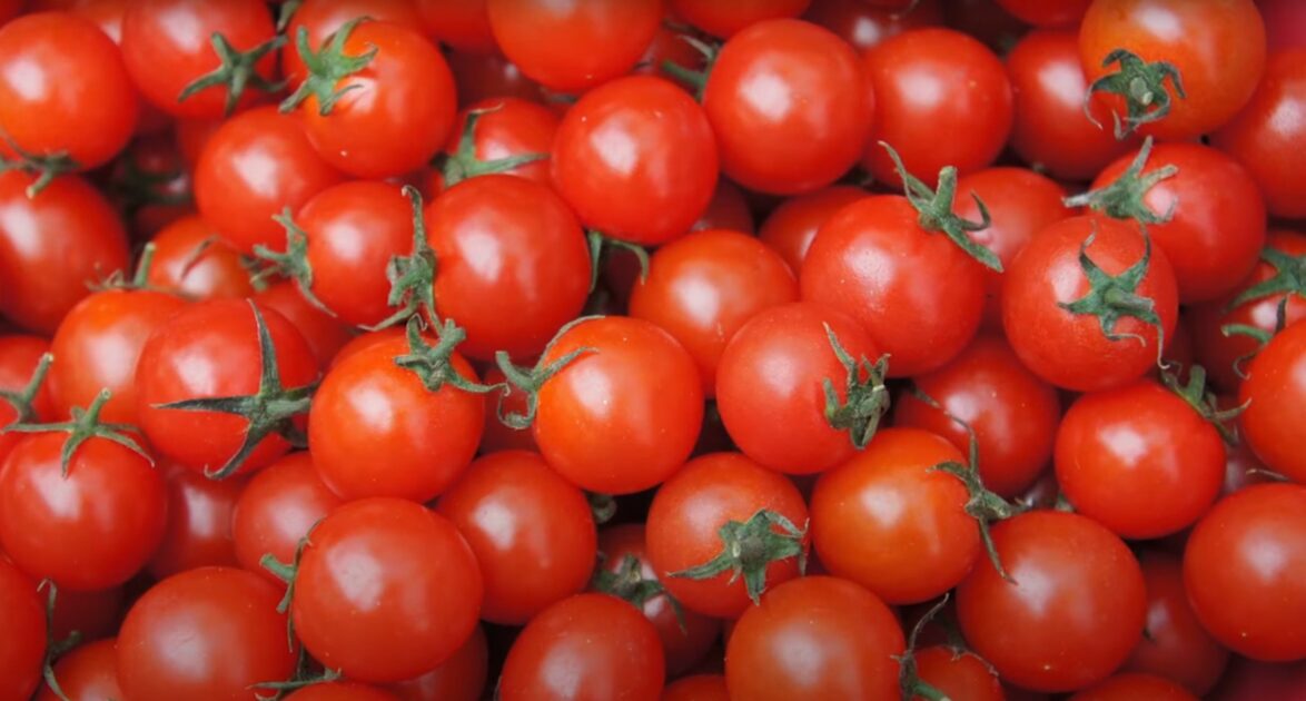 Jardim sensorial com Tomates-cereja para o sentido do paladar