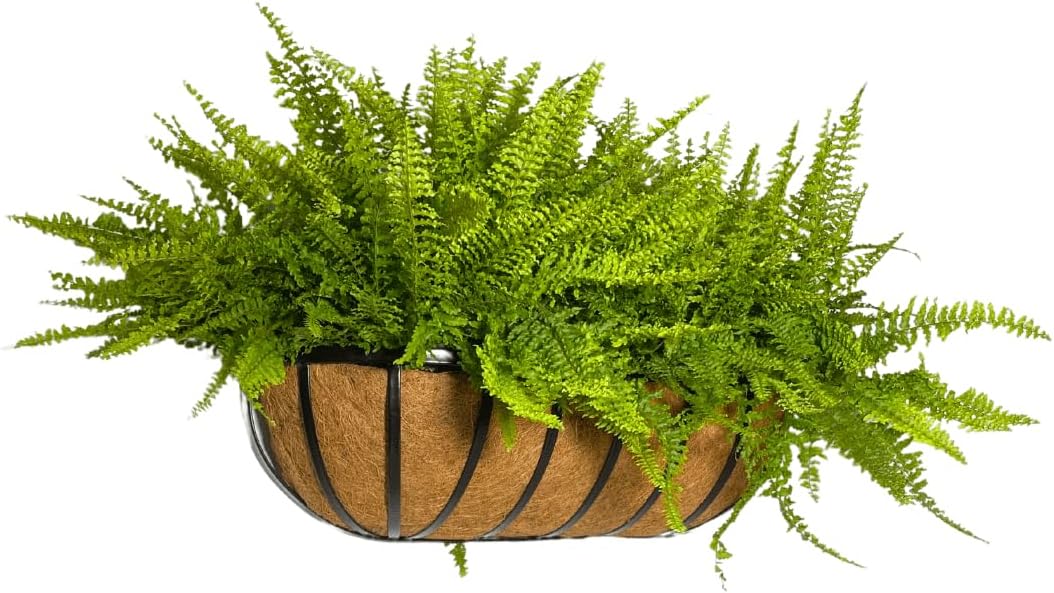 suporte de plantas de parede